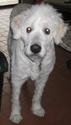 Clifford the Great Pyrenees