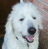 Clifford the Great Pyrenees