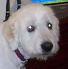 Clifford the Great Pyrenees