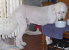 Clifford the Great Pyrenees