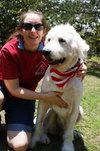 Clifford the Great Pyrenees