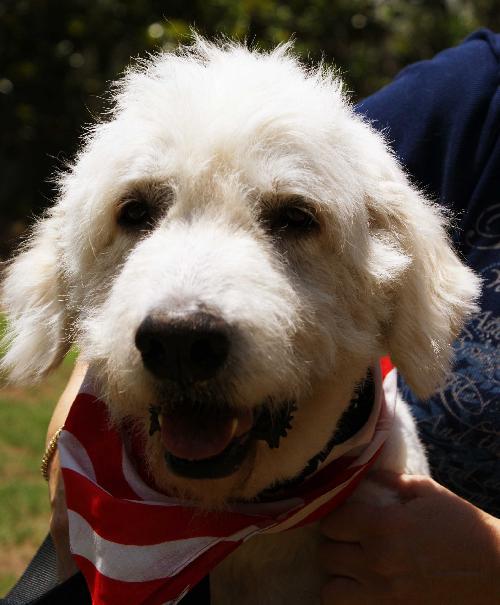 Clifford the Great Pyrenees