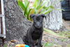 Juicy Couture the Lab Puppy