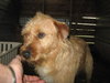 Griswold the Terrier Mix