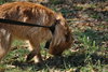 Griswold the Terrier Mix