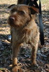 Griswold the Terrier Mix