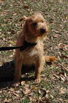 Griswold the Terrier Mix