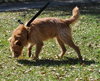 Griswold the Terrier Mix
