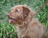 Griswold the Terrier Mix