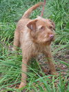 Griswold the Terrier Mix