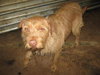 Leroy the Terrier