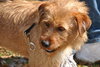 Leroy the Terrier
