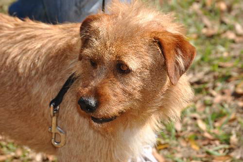 Leroy the Terrier