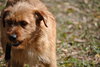 Leroy the Terrier