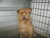 Chester the Terrier