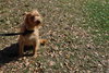 Chester the Terrier