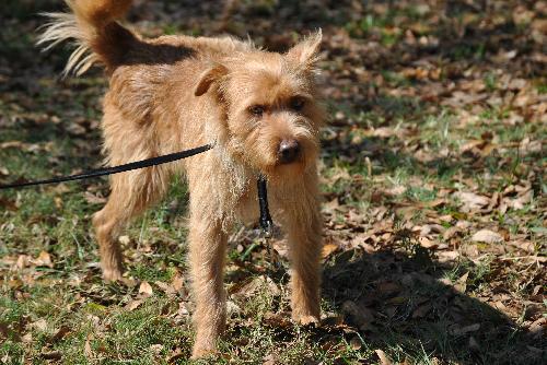 Chester the Terrier