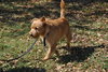 Chester the Terrier
