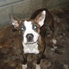 Angel the Boston Terrier