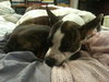 Angel the Boston Terrier