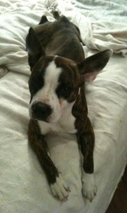 Angel the Boston Terrier