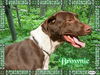 Brownie the Pointer Mix
