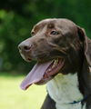 Brownie the Pointer Mix