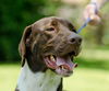 Brownie the Pointer Mix