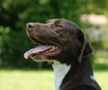 Brownie the Pointer Mix