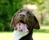 Brownie the Pointer Mix