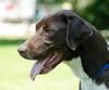 Brownie the Pointer Mix