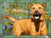 Homie the Shepherd Mix