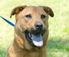 Homie the Shepherd Mix