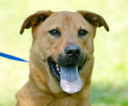 Homie the Shepherd Mix