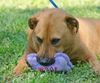 Homie the Shepherd Mix