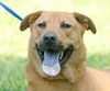 Homie the Shepherd Mix