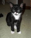 Mitts the Tuxedo Kitten