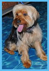 Timmy the Silky Terrier