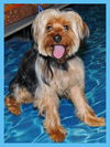 Timmy the Silky Terrier