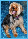 Timmy the Silky Terrier