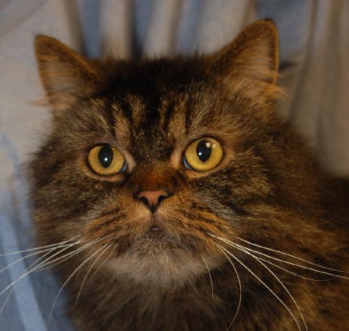 Tyson the Persian ~ Declawed