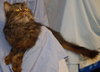 Tyson the Persian ~ Declawed