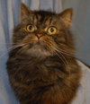 Tyson the Persian ~ Declawed