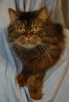 Tyson the Persian ~ Declawed