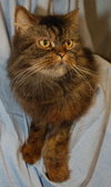 Tyson the Persian ~ Declawed