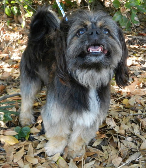 Jersey the Sweet Shih Tzu