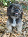 Jersey the Sweet Shih Tzu