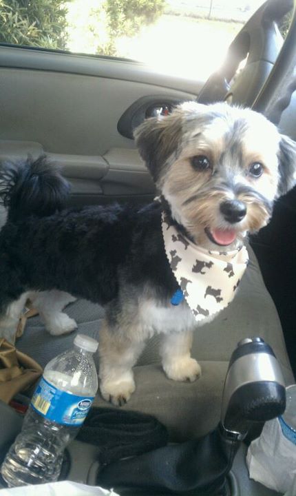 Ross the Morkie