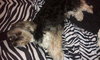 Ross the Morkie