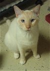 Marlo the Blue-Eyed  Flame Point Siamese